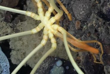 Недалеко від Антарктиди на дні океану знайшли гігантського глибоководного павука (відео)