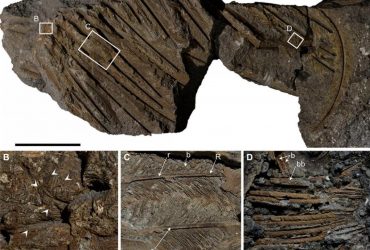 Окаменелые перья древнего стервятника идеально сохранились в вулканическом пепле: раскрыта тайна