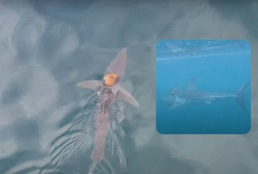 Біля Нової Зеландії зняли дивовижне акуляче таксі: вчені збентежені (відео)