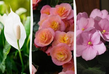 Эти 7 комнатных растений цветут весь год: что посадить для вечной красоты в доме