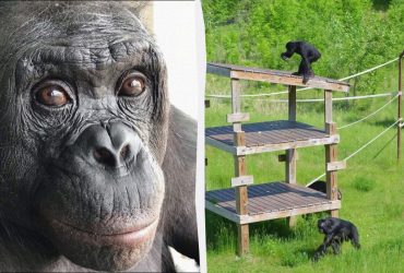 Помер відомий шимпанзе-геній Канзі (відео)