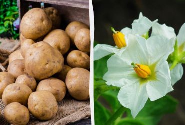 Как вырастить картофель без огорода: садовод назвал гениальный метод