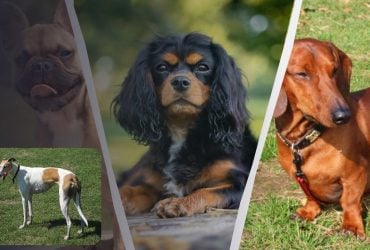 Спокойные и почти не линяют: эксперт назвал 4 породы собак, которые не прихотливы в уходе