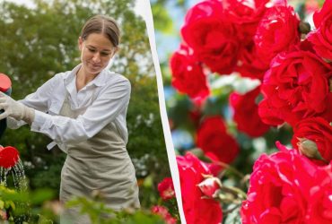 Розы зацветут невероятно пышно: раз в месяц их нужно полить этим настоем