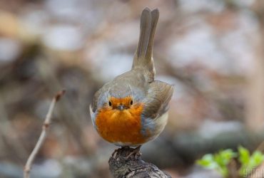 В заповеднике в Одесской области заметили символ Великобритании (видео)