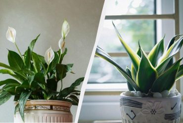 Ці 3 рослини очищають повітря і поглинають цвіль: більше ніякого грибка на стінах