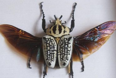 Из-за любви людей к шоколаду крупнейшему насекомому Африки грозит вымирание, - биолог