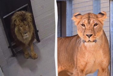 В Англии нашли дом пяти львам из Украины - у них трагические истории (фото, видео)