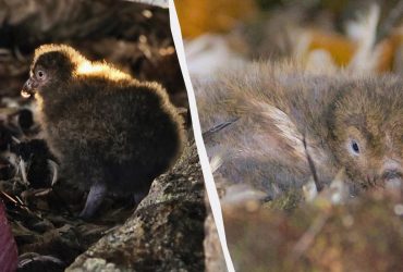 Изучает геокосмос: украинские полярники показали удивительного птенца (фото)