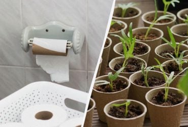 Більше не будете купувати дорогі торф'яні стаканчики: ось чим їх замінити (відео)