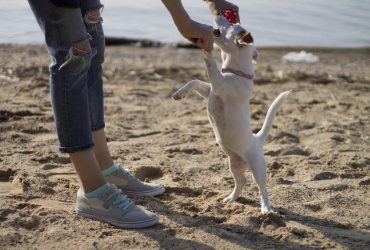 Чому собака так любить лизати обличчя свого господаря: ветеринари назвали основні причини