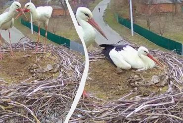 Жизнь в прямом эфире: исследователи показали, как живет семья аистов на Полтавщине (видео)