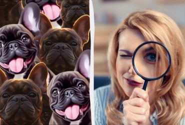 Все видят собак, а надо найти хитрого кота за 6 секунд: волшебная оптическая иллюзия