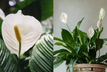 Как воскресить умирающий спатифиллум: простое решение от садовода