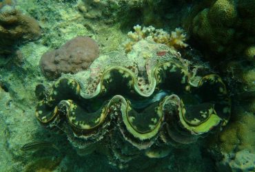 Ученые выяснили, почему морская жизнь стала однообразной после самого массового вымирания