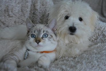 Какие кошки легко уживаются с собаками: названы 7 самых дружелюбных пород