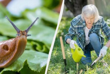 Слизни боятся его как огня: вот что нужно распылить на грядках весной