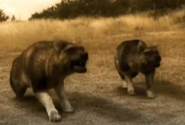 Доминировал в Америке до прихода кошек: биолог рассказал о крупнейшей собаке в истории