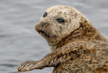 Українські полярники поділилися, як морський леопард висунув їм територіальні претензії