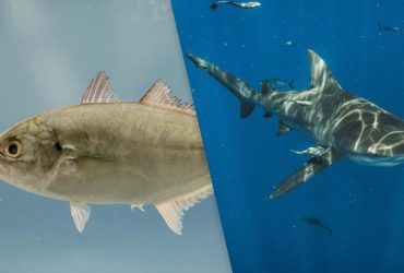 Використовують акул як рухомі щити під час полювання: вчені розкрили хитру тактику риб