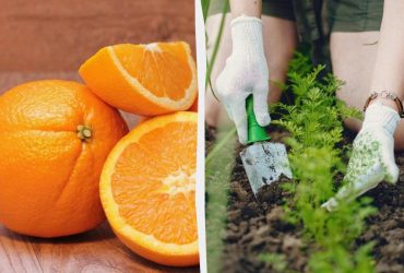 Як використовувати апельсинову кірку у вашому саду: ці поради садівників стануть вам у пригоді
