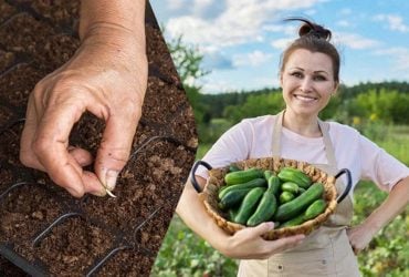 Огірки виростуть розміром з кабачок ось що додати у воду для замочування насіння