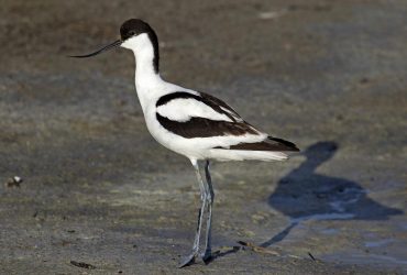 У заповідник на Одещині прилетіли рідкісні птахи, які дуже постраждали через війну (відео)