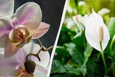 Как заставить спатифиллум цвести: одна простая хитрость