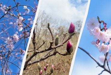 У Києві розквітли сакури й магнолії: список локацій, де зробити селфі (фото)