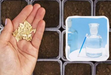 Даже старые и сухие семена дадут богатый урожай: вот в чем их нужно замочить