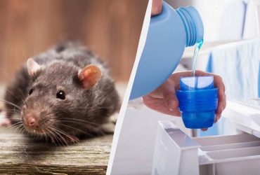 Засіб за 20 гривень відлякає щурів на багато років: що розкласти по дому