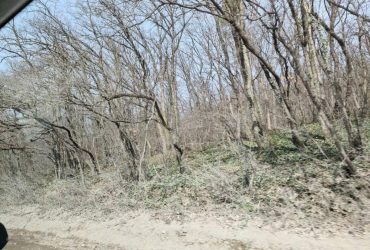 Краевед рассказал, во что превратились леса в оккупированном Крыму