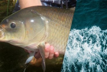 Живе понад 100 років і не старіє: біолог розповів про незвичайну прісноводну рибу