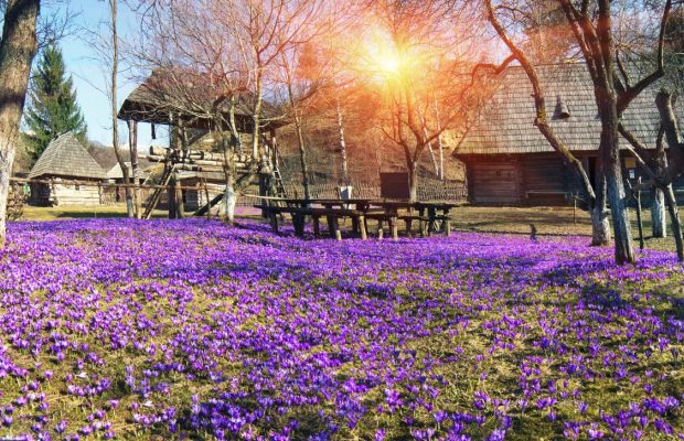 Квітуча Україна: чарівні ідеї для весняних подорожей