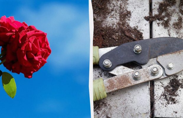Не все розы нужно обрезать весной: садоводам рассказали, от чего это зависит