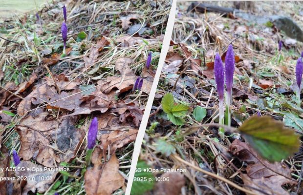 На Закарпатье начинается сезон цветения крокусов (фото)