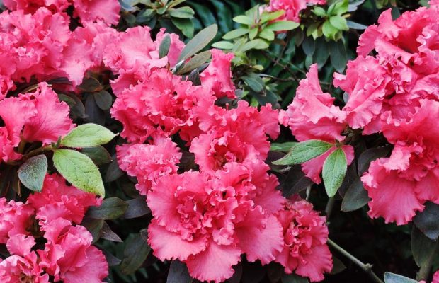 Варто поквапитися: в оранжереї ботсаду Києва на повну квітнуть азалії (фоторепортаж, відео)