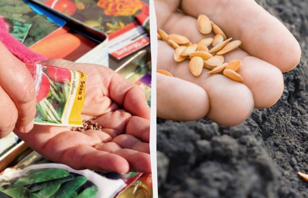 6 причин, по которым ваши семена не прорастают: опытные садоводы объяснили, в чем дело