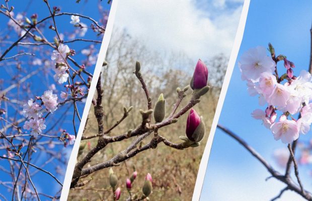 У Києві розквітли сакури й магнолії: список локацій, де зробити селфі (фото)