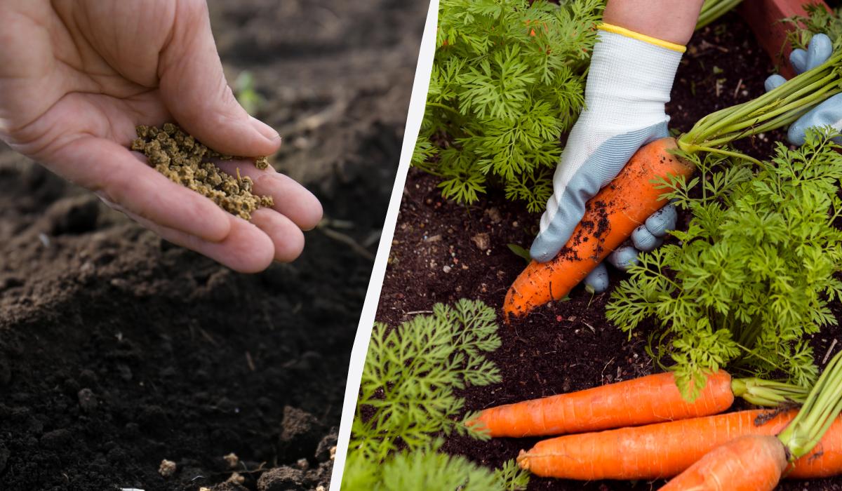можно ли морковь сажать под зиму