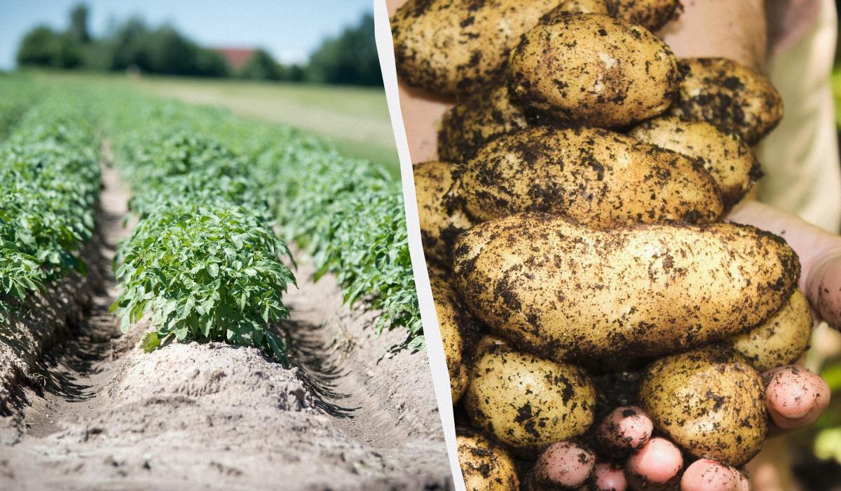 Картопля виявилася набагато ближчою до томату, ніж можна було б подумати / колаж УНІАН, фото pixabay.com