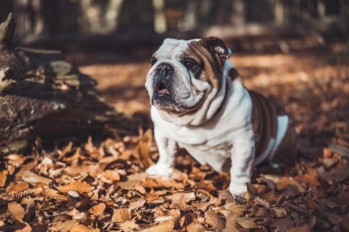 Ці собаки можуть не сподобатися любителям чистоти / фото - Unsplash Ці собаки можуть не сподобатися любителям чистоти / фото - Unsplash