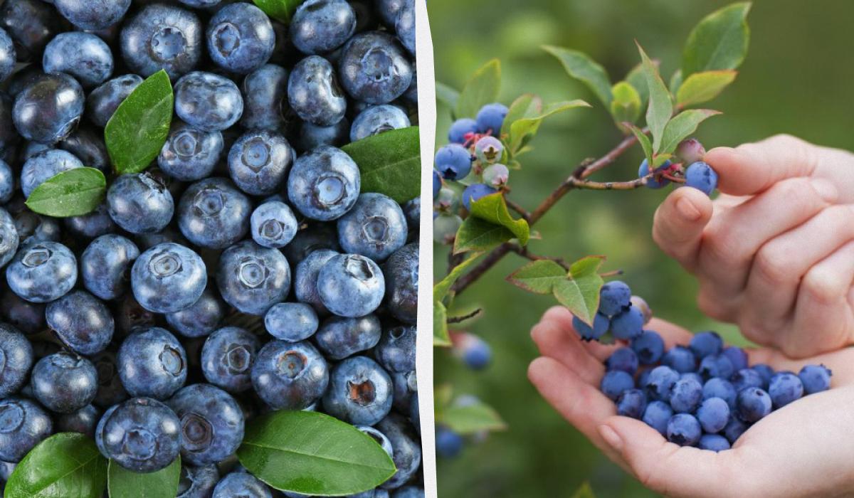 Чорниця дуже корисна для здоров'я / колаж УНІАН, фото ua.depositphotos.com Чорниця дуже корисна для здоров'я / колаж УНІАН, фото ua.depositphotos.com