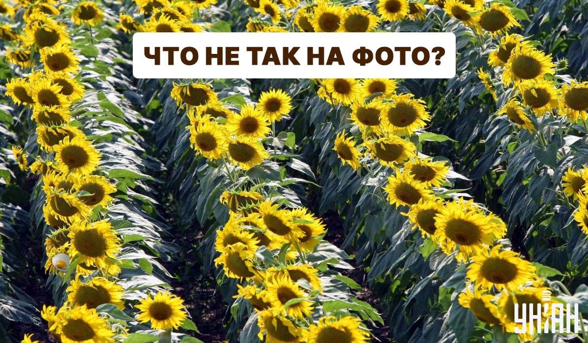 коллаж УНИАН, фото УНИАН коллаж УНИАН, фото УНИАН