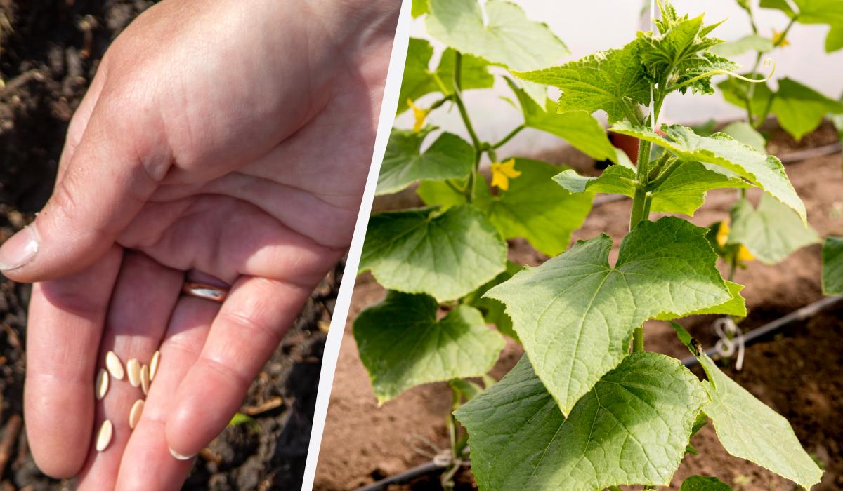 когда сажать огурцы в открытый грунт