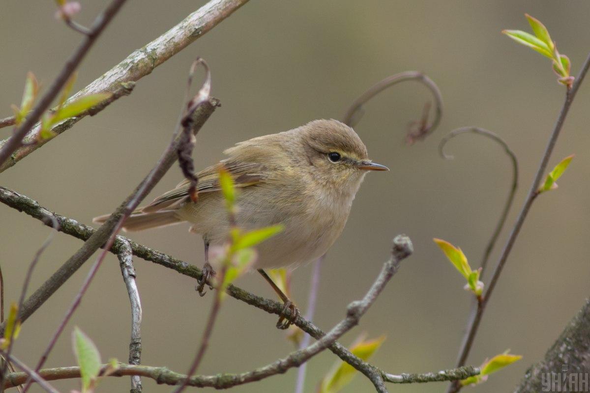 Суттєвого тепла поки чекати не варто: синоптик засмутив українців прогнозом