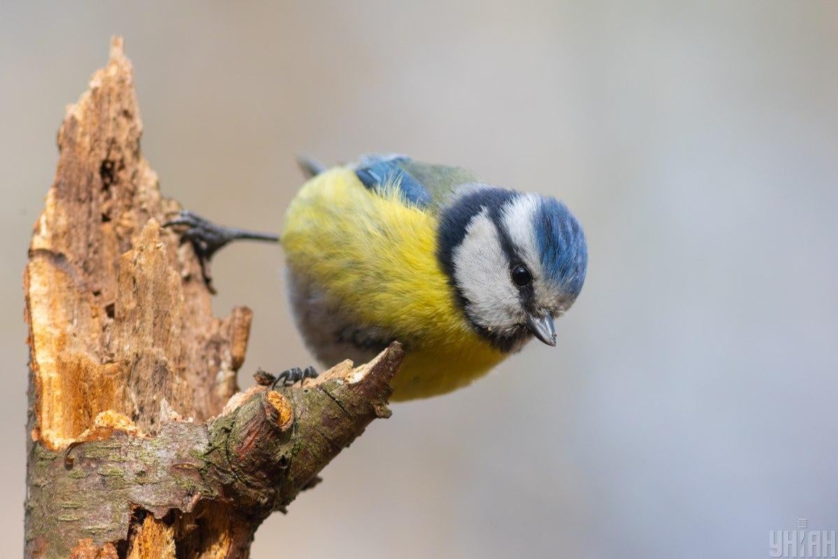 Вже цього тижня в Україну увірветься 10-градусне тепло