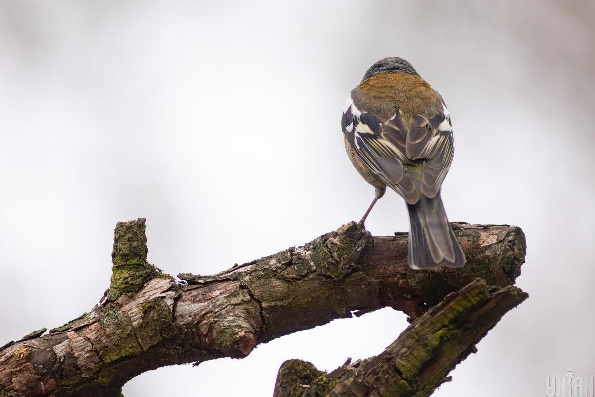 Фото УНИАН Фото УНИАН
