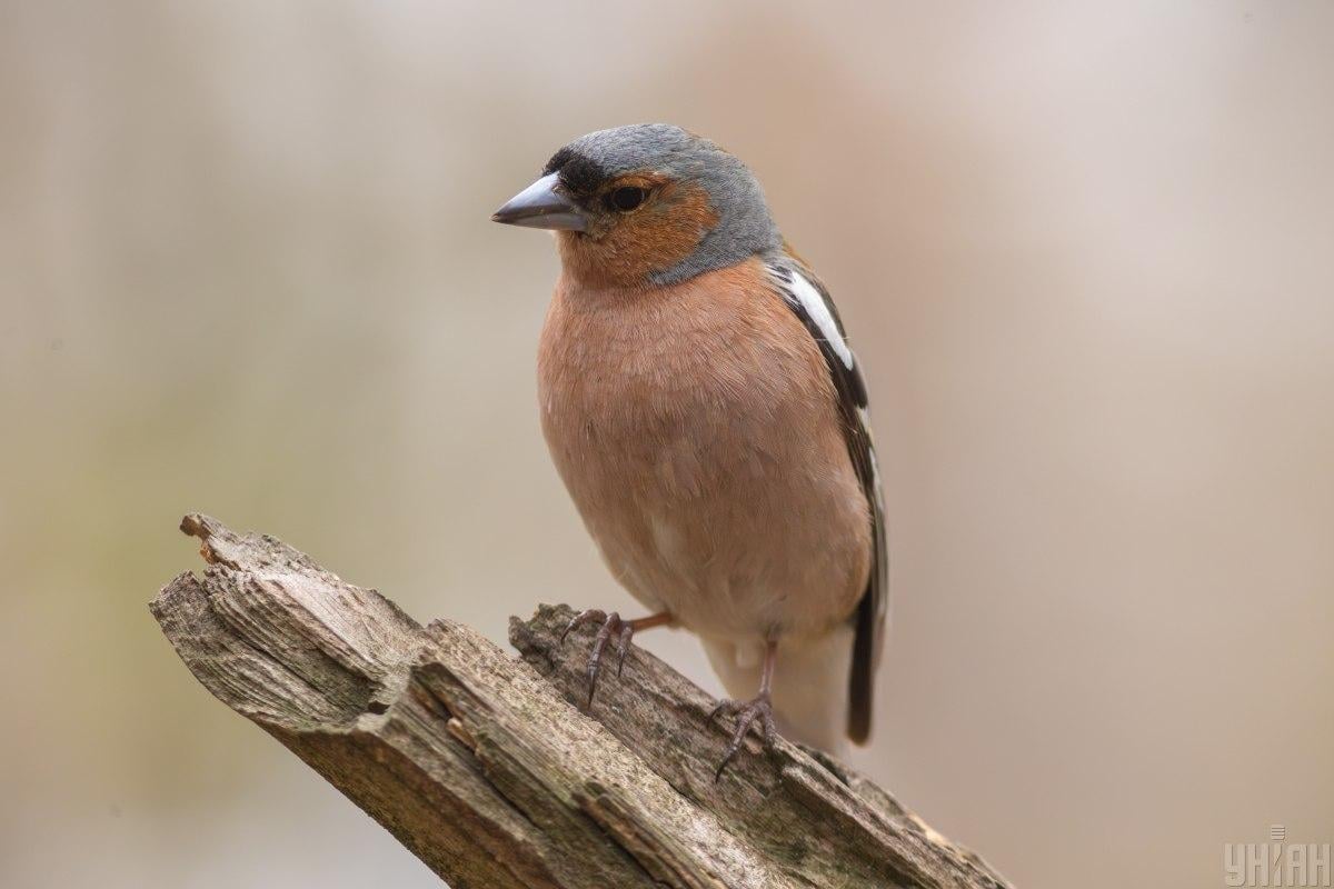 Перед вихідними в Україні стане тепліше Перед вихідними в Україні стане тепліше