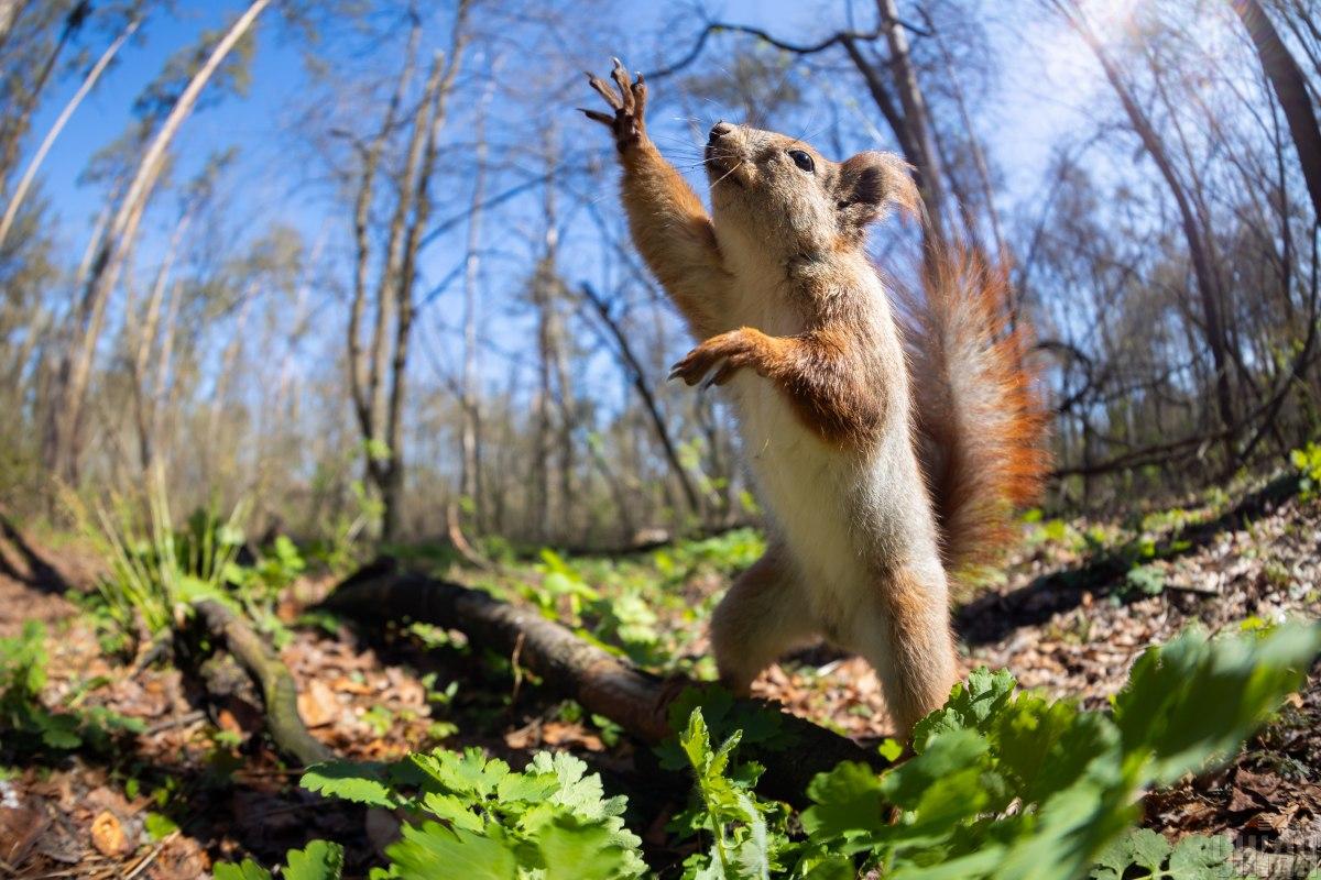 Scomparsa delle Scoiattoli in Ucraina: un Allarme per la Biodiversità e l'Ecosistema Nazionale